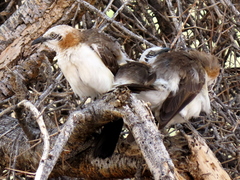 Turdoides gymnogenys