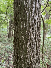 Celtis occidentalis