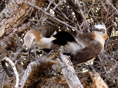 Turdoides gymnogenys