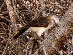 Turdoides gymnogenys