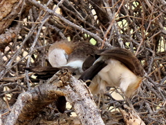 Turdoides gymnogenys