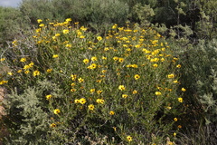 Osteospermum scariosum