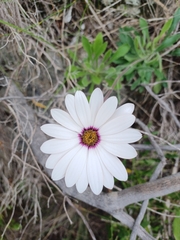 Dimorphotheca fruticosa