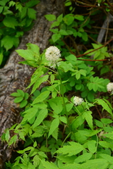 Actaea rubra