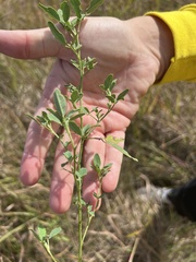 Melilotus officinalis