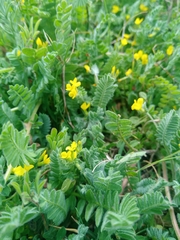 Ornithopus compressus