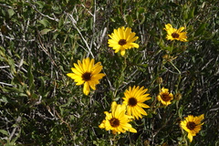 Osteospermum scariosum