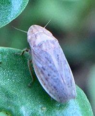 Prairiana sidana