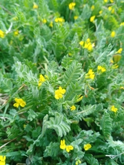 Ornithopus compressus