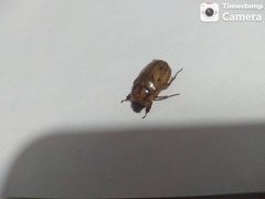 Cyclocephala lunulata