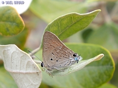 Deudorix livia