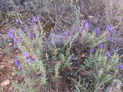 Hyssopus officinalis