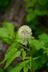 Actaea rubra