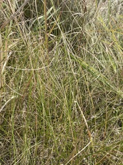 Poa pratensis