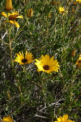 Osteospermum scariosum