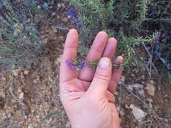 Hyssopus officinalis