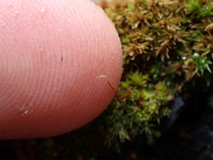 Ptychostomum