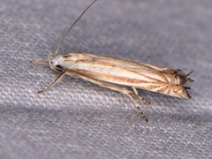 Polyhymno luteostrigella