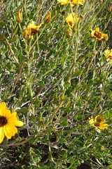 Osteospermum scariosum