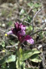 Anacamptis papilionacea