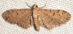 Eupithecia ultimaria