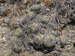 Coryphantha retusa