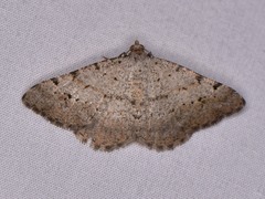 Frederickia nigricomma