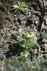 Ophrys