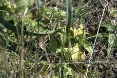 Ophrys bombyliflora