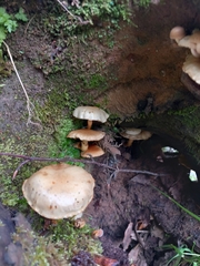 Kuehneromyces marginellus