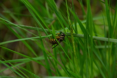 Vespula acadica