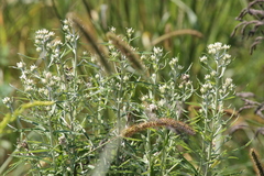 Pseudognaphalium obtusifolium