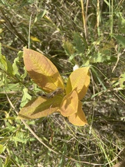 Symphoricarpos occidentalis