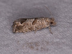 Pelochrista consobrinana