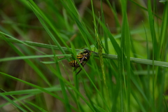 Vespula acadica