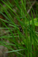 Vespula acadica