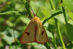 Diacrisia sannio