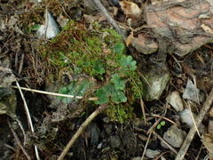 Marchantia