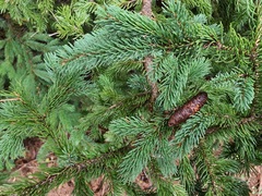 Picea glauca