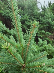 Picea glauca
