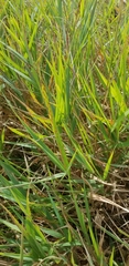 Phalaris arundinacea