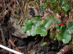 Marchantia