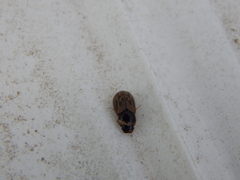 Aphodiini