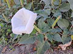 Datura innoxia