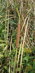 Typha