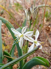 Chlorophytum