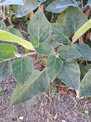 Datura innoxia