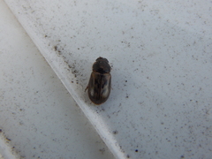 Aphodiini