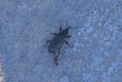 Sphenophorus