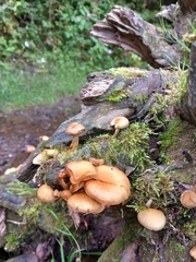 Kuehneromyces marginellus